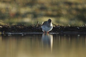 A vibrant redshank stands gracefully in the shallow waters of Puebla de BeleÃ±a, Spain. Its