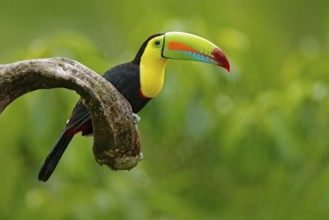 Keel-billed Toucan, Ramphastos sulfuratus, bird with big bill. Toucan sitting on the branch in the