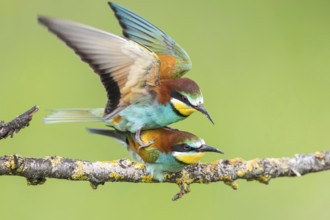 European Bee-eater (Merops apiaster) pair mating, Subotica, Serbia