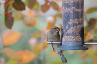 S eating seeds from a feeder. seasonal bird feeding. Bad Salzschlirf, Hessen, Germany