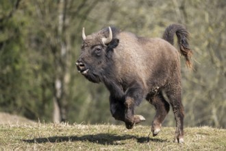 European bison (Bison bonasus) running fast on a meadow, Bavaria, Germany