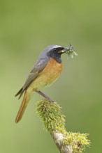 Redstart (Phoenicurus phoenicurus), male with caterpillars in beak on mossy branch, songbird,
