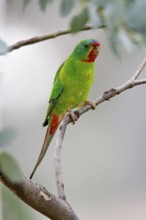 Swift Parrot (Lathamus discolor), Australian Capital Territory, Australia