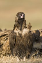 Cinereous Vulture (Aegypius monachus), Castile-La Mancha, Spain