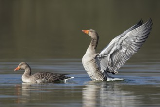 Greylag Goose (Anser anser) flapping wings, Lower Saxony, Germany
