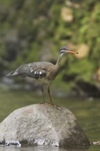 Sunbittern (Eurypyga helias), Costa Rica