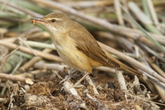 Great Reed Warbler (Acrocephalus arundinaceus), on marsh floor eating a worm, Castile-La Mancha,