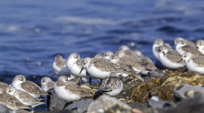 Flock of sanderlings (Calidris alba) in non-breeding plumage resting on high tide refuge during