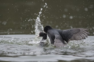 Eurasian Coot (Fulica atra) wrangling, Lower Saxony, Germany