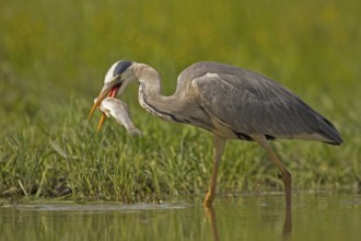 Grey Heron (Ardea cinerea) eating on fish, Hungary