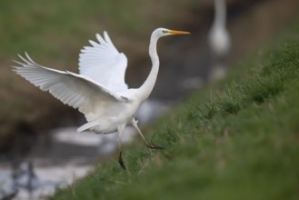Great White Egret (Ardea alba, syn.: Casmerodius albus, Egretta alba), Dümmer, Lembruch, Lower