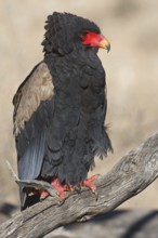 Bateleur (Terathopius ecaudatus), Northern Cape, South Africa