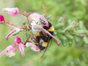 A close up shot of a bumblebee perched on a vibrant pink flower, surrounded by lush green foliage