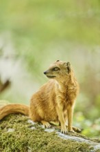 Yellow mongoose (Cynictis penicillata) sitting on the ground, Bavaria, Germany