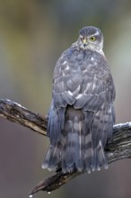 Eurasian Sparrowhawk (Accipiter nisus) female perched on a branch, drying its feathers,