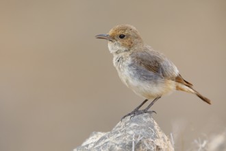 Arabian wheatear, Arabian wheatear, (Oenanthe lugentoide, Middle East, Oman, female, Jabal Samhan,