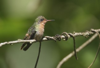 Tufted Coquette (Lophornis ornatus) female, Trinidad
