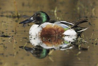 Northern Shoveler (Spatula clypeata) male, British Columbia, Canada