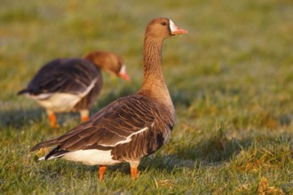 Greater White-fronted Goose (Anser albifrons), North Rhine-Westphalia, Germany