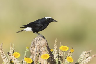 White-crowned Wheatear (Oenanthe leucopyga), Eilat, Israel