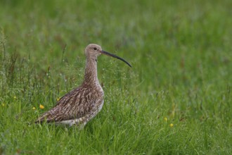 Eurasian Curlew (Numenius arquata) foraging, North Rhine-Westphalia, Germany