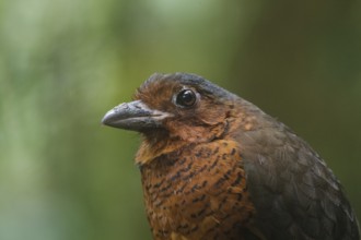 Giant Antpitta (Grallaria gigantea), Pichincha, Ecuador