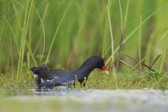 Common Moorhen (Gallinula chloropus) foraging, North Rhine-Westphalia, Germany