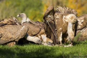 Griffon Vulture (Gyps fulvus), group feeding, Castilla Leon, Spain