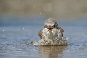 Red-backed Shrike (Lanius collurio) juvenile bathing, Aosta Valley, Italy