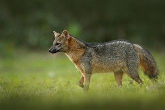Crab-eating fox, Cerdocyon thous, forest fox, wood fox or Maikong. Wild dog in nature habitat. Face