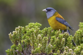 Patagonian Sierra-Finch (Phrygilus patagonicus) perched on a branch in Chile