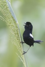 White-shouldered Fairywren (Malurus alboscapulatus) perched on a branch in Papua New Guinea