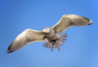 Animals, Birds, Seagulls, Aerial view, blue sky, Seagull, (Larus sp), on the Lofoten Islands,