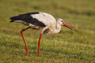 White Stork (Ciconia ciconia) foragingmale, North Rhine-Westphalia, Germany