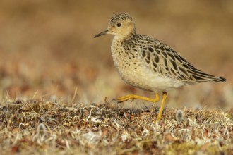 Buff-breasted Sandpiper (Calidris subruficollis) feeding on the tundra in Northern Alaska