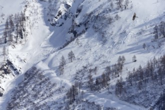 Bartgeier, Lammergeier, Gypaetus barbatus, Gypaetus barbatus meridionalis, Gypaète barbu,