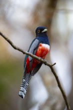 Blue-crowned trogon (trogon curucui) Pantanal Brazil