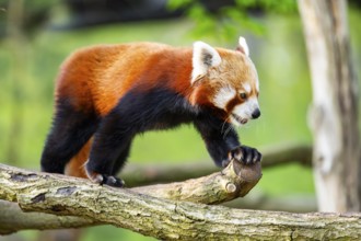 Red panda (Ailurus fulgens) walking on a tree, Germany