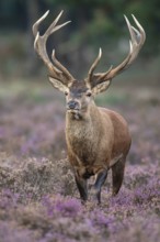Red deer (Cervus elaphus), rut, Hoenderloo, Gelderland, Netherlands