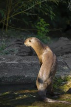 A giant otter or giant river otter (Pteronura brasiliensis) stands erect on a mossy rock by a small