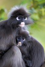 Dusky leaf monkey (Trachypithecus obscurus), mother with young on tree, suckling