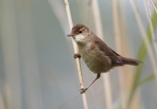 Eurasian Reed Warbler (Acrocephalus scirpaceus), Mecklenburg-Western Pomerania, Germany