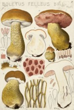 Mushroom, fungi, Bitter bolete, Tylopilus felleus, syn. Boletus felleus, authentic reproduction of