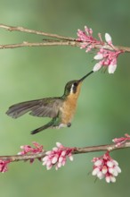 Purple-throated Mountaingem (Lampornis calolaemus) female flying while feeding at a flower, Costa