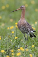 Black-tailed Godwit (Limosa limosa), Lower Saxony, Germany