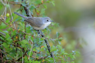 Subalpine Warbler (Sylvia cantillans) perched on a branch, Andalusia, Spain