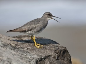 Wandering Tattler (Tringa incana), California, USA