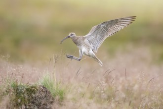 Whimbrel (Numenius phaeopus) approaching to a hill in grassland, Dalvik, Iceland