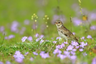 Woodlark (Lullula arborea) male singing, Andalusia, Spain