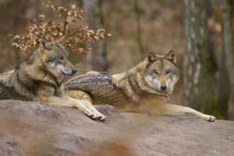 Two wolves resting next to each other in autumn forest, surrounded by brown leaves, Wolf (Canis